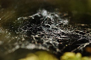 macro_011 